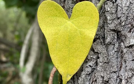 Loving Kindness For All