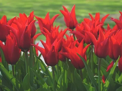 Loving Kindness For All 