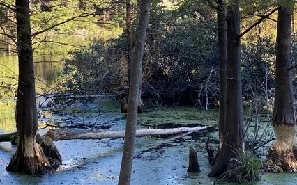 Loving Kindness For Creativity