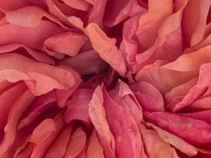 Loving Kindness For Grief And An Aching Heart