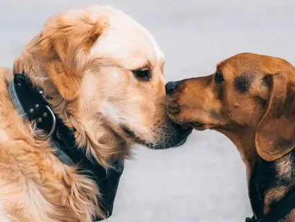 Cultivating Loving-Kindness For Peace And Healing