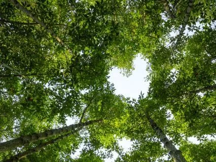 Loving Kindness For OCD Shame (5 Minutes)