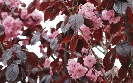 Loving Kindness For Ourselves, A Benefactor, And A Friend