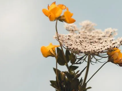 Loving Kindness For The Aging