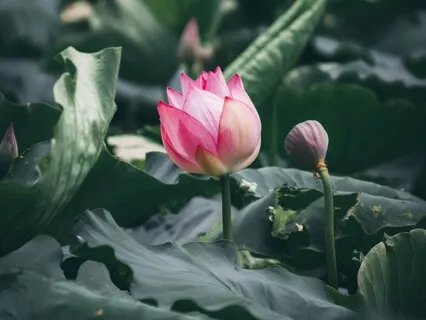 Loving Kindness For You!