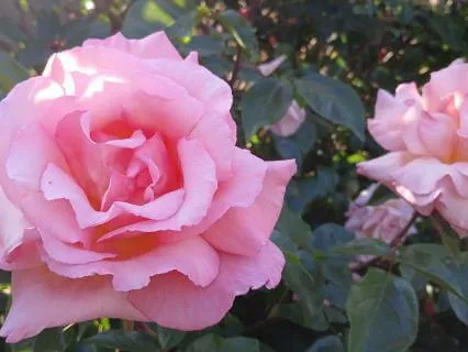 Loving-Kindness For Yourself