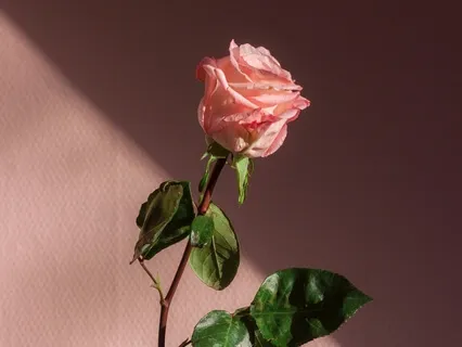 Loving-Kindness | Heart-Opening Meditation 