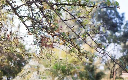 Loving Kindness Immersion (30 Minutes)