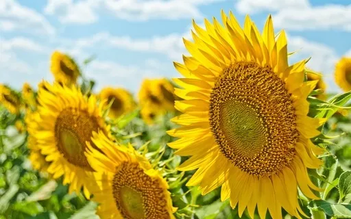 Loving Kindness - Inner Summer - Ovulation Phase