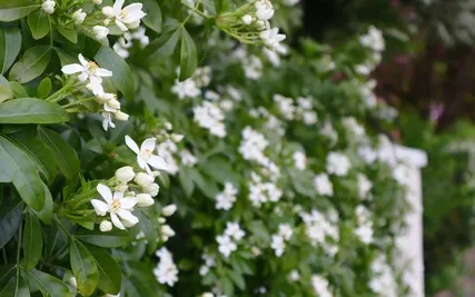 Loving Kindness (Maitrī) For A Respected Friend