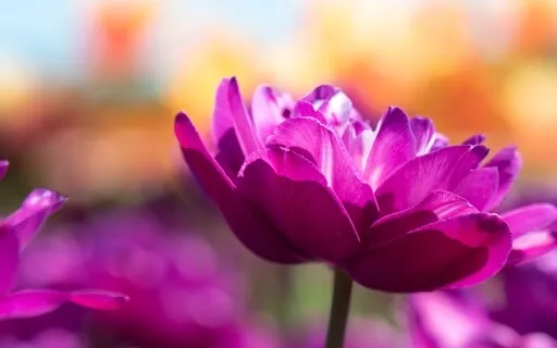 Loving-kindness ( Making Peace With Difficult Emotions)  