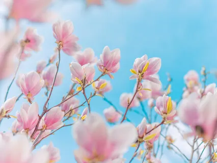 Loving-Kindness Meditation For Developing Compassion