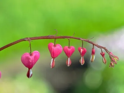 Sending Loving-Kindness To Yourself & Others