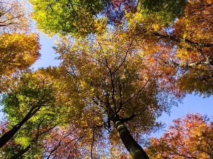 Loving Kindness Meditation