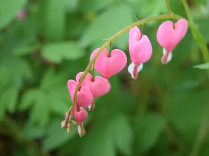 Fostering Loving Kindness: Sharing Compassion To Yourself & Others