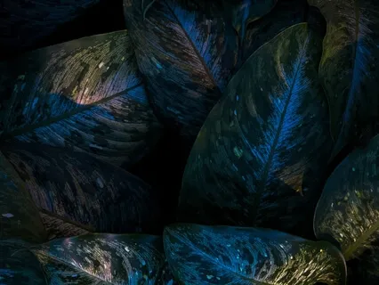 Loving Kindness Meditation