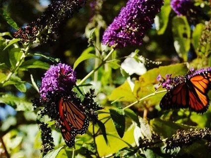 Loving-Kindness Meditation For Forgiving Yourself & Others