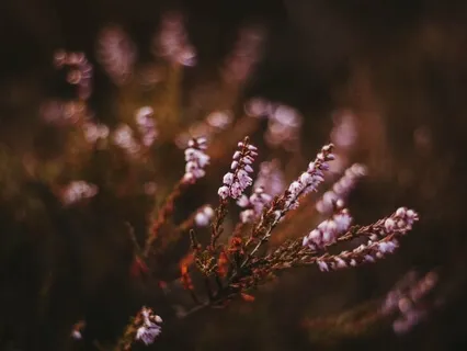 Loving Kindness Meditation