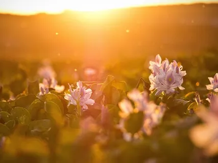 Loving Kindness Meditation