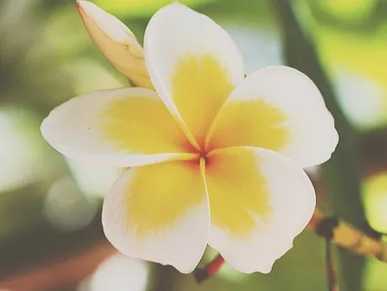 Loving Kindness Meditation