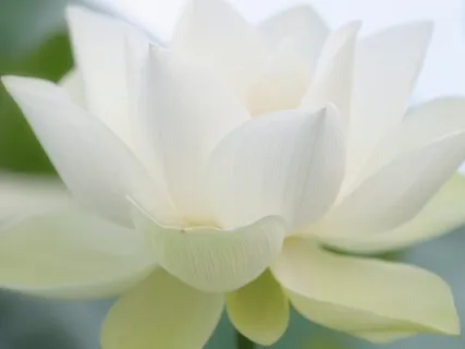 Loving Kindness Meditation