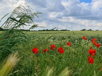 Loving Kindness Meditation