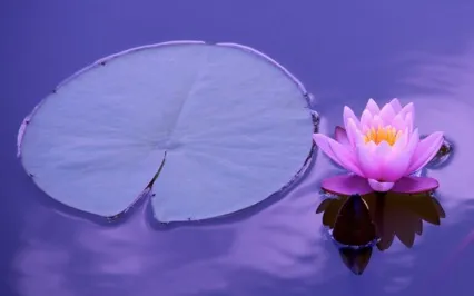 Loving Kindness Meditation