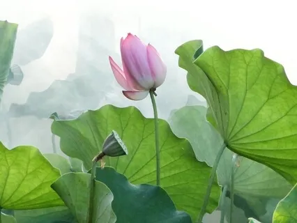 Loving Kindness Meditation