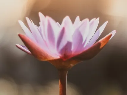 Loving Kindness Meditation