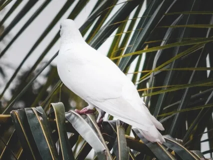 Loving Kindness Meditation