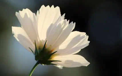 Loving Kindness Meditation