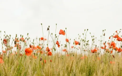 Loving-Kindness Meditation