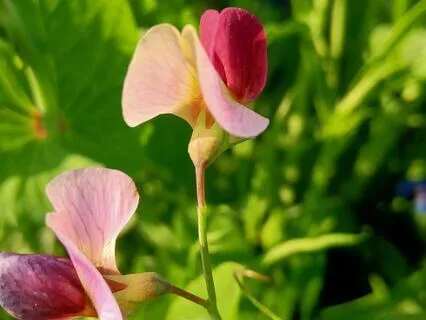 Loving Kindness Meditation