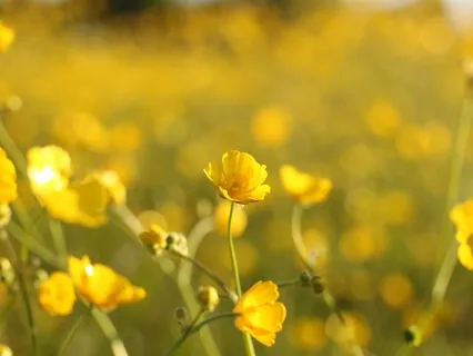 Loving Kindness Meditation