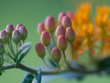 Loving Kindness Practice