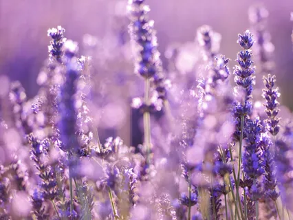 Loving Kindness Practice