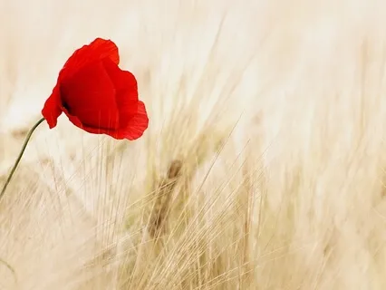 Loving Kindness Practice