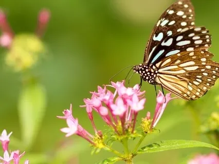 Loving Kindness Practice