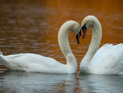 Heart Light Meditation