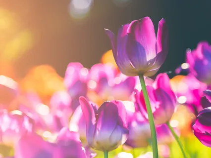 Loving Kindness Practice For Boosting Joy