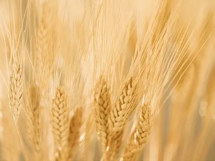 Loving-Kindness Practice For Balancing Stress, Anxiety & Gratitude