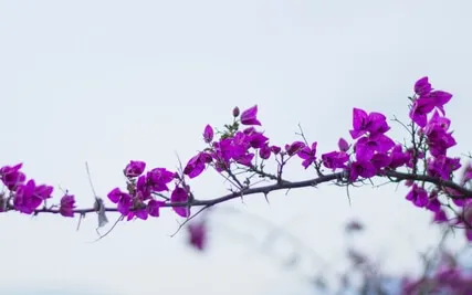 Loving-Kindness Meditation For Compassion Towards Another