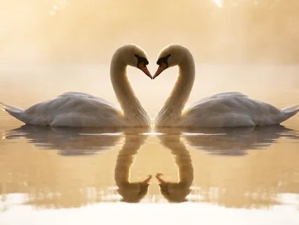 Loving Kindness Meditation For Couples