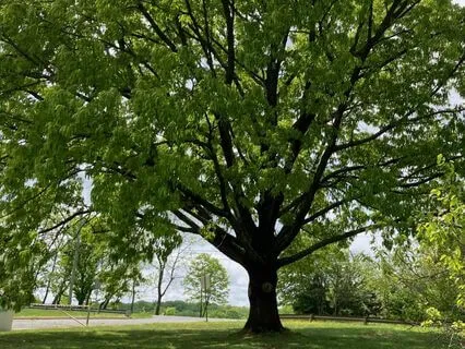 Loving-Kindness Meditation: Inspired By Trees