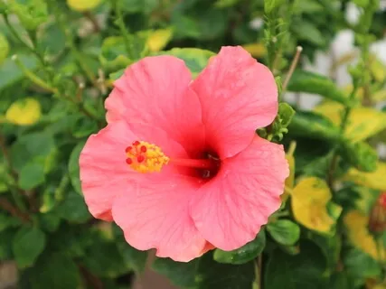 Loving Kindness Meditation (Self & Others)