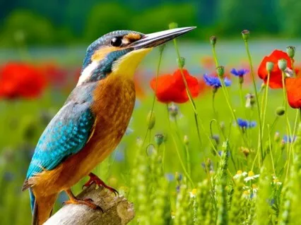 Loving Kindness Meditation While Hurting