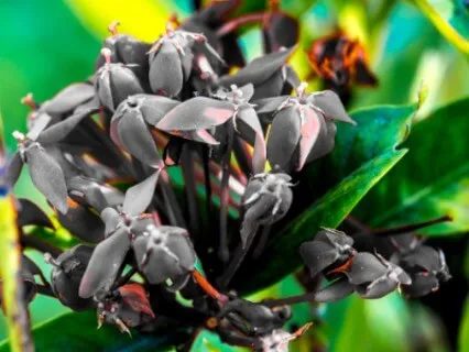 Loving-Kindness Meditation With Hand-Drumming