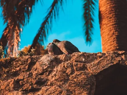 Loving-Kindness Meditation With Music