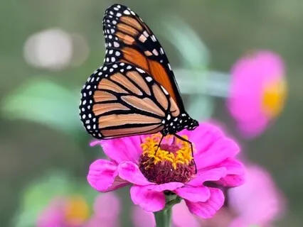 Loving Kindness Meditation