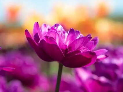 Loving Kindness Meditation